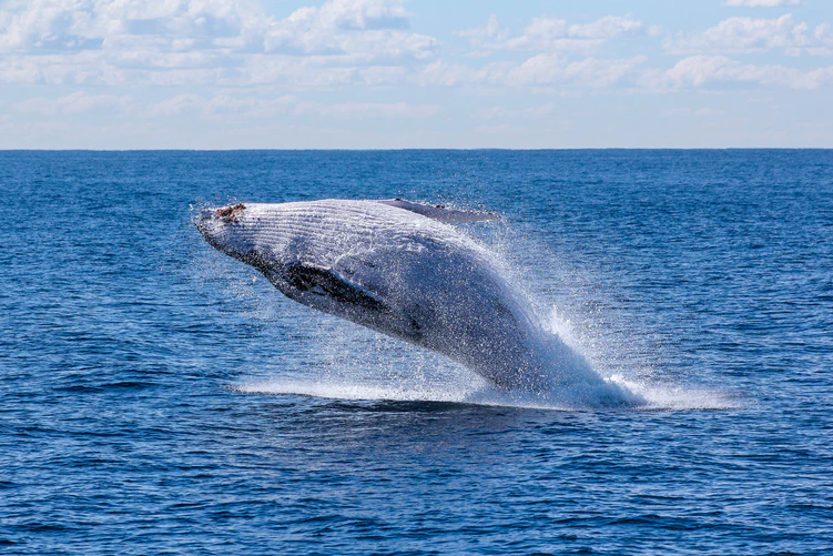 Whale watching in the Pacific